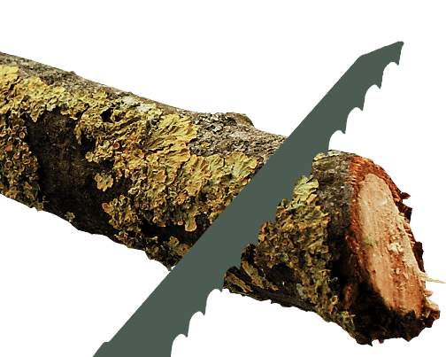 Grünholz Grünholz